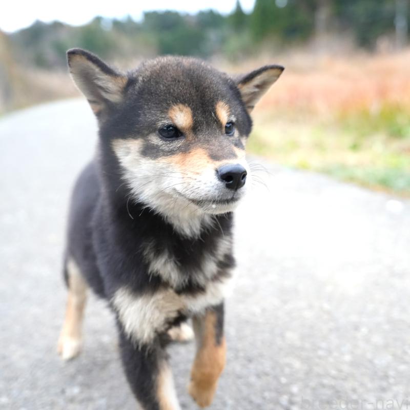 販売中の千葉県の豆柴-430890の8枚目