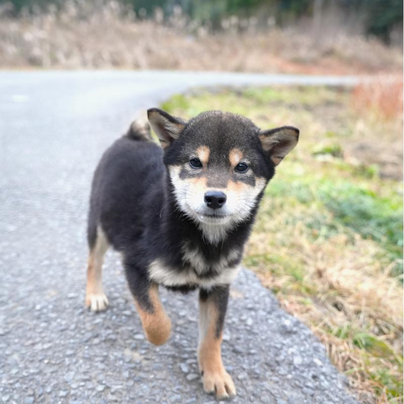 販売中の千葉県の豆柴-430890の7枚目