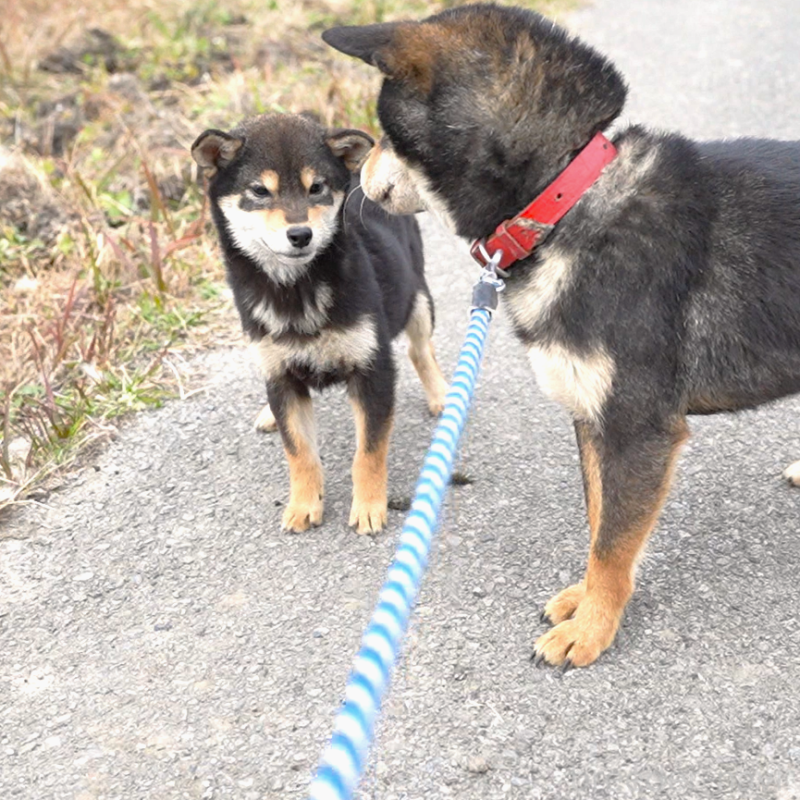 販売中の千葉県の豆柴-430890の6枚目