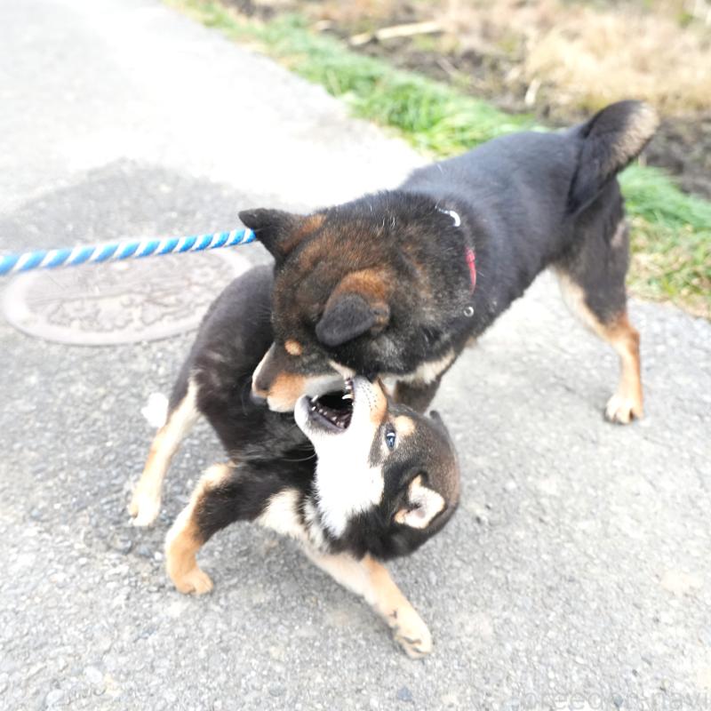 販売中の千葉県の豆柴-430890の5枚目