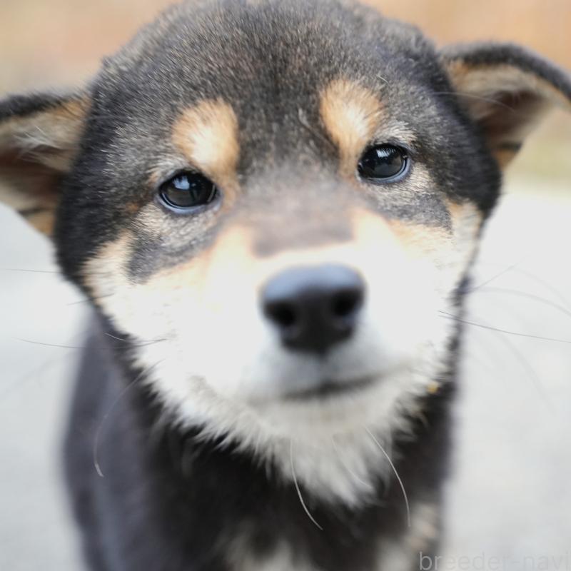 販売中の千葉県の豆柴-430890の4枚目