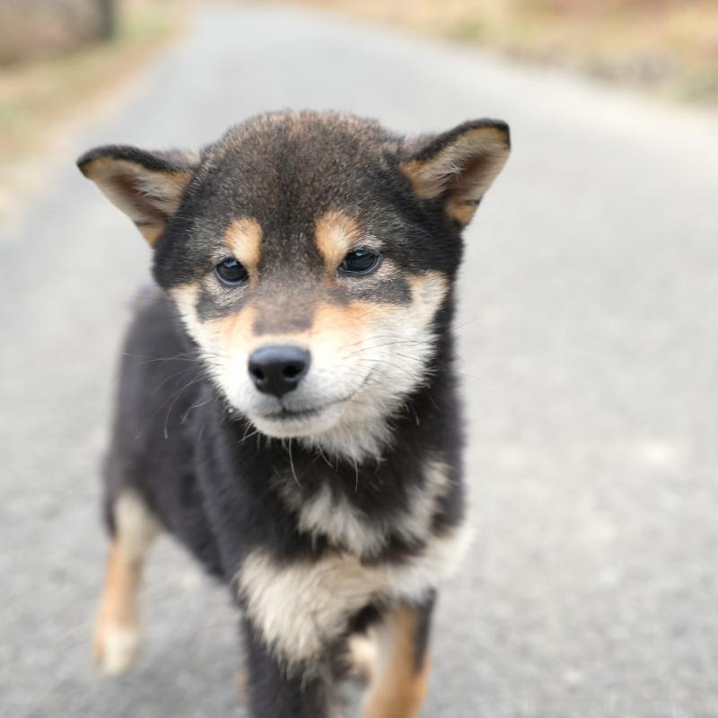 販売中の千葉県の豆柴-430890の3枚目