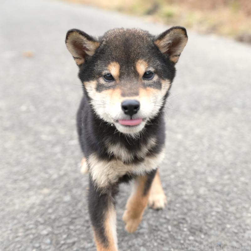 販売中の千葉県の豆柴-430890の2枚目