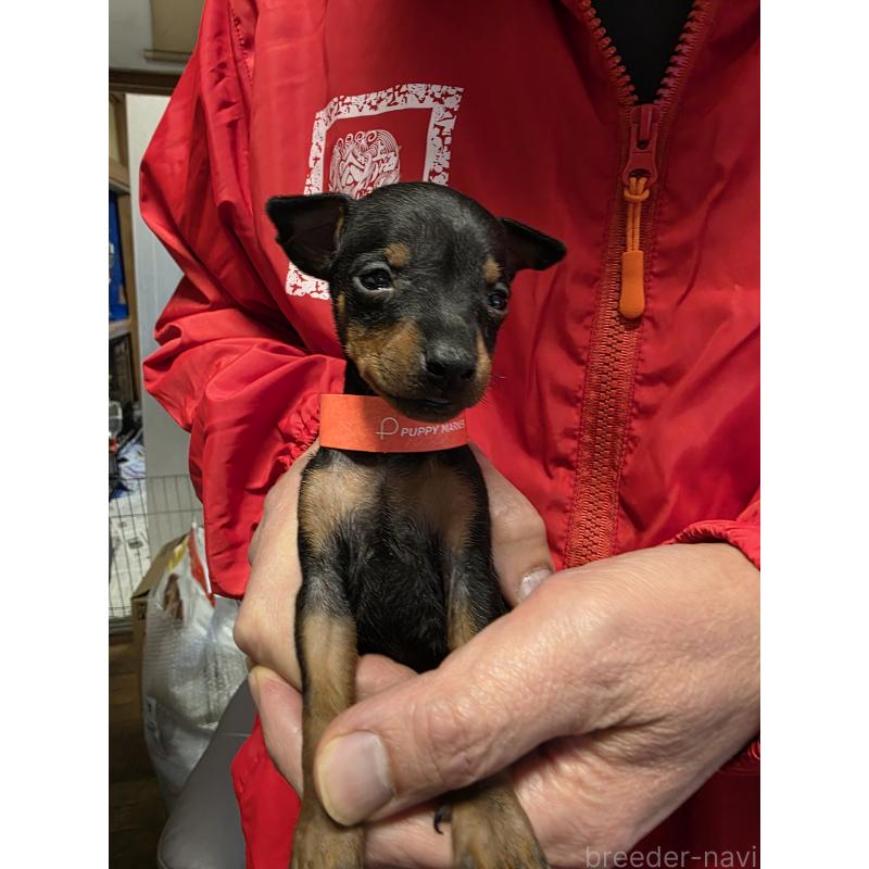 販売中の静岡県のトイマンチェスターテリア-432673の2枚目