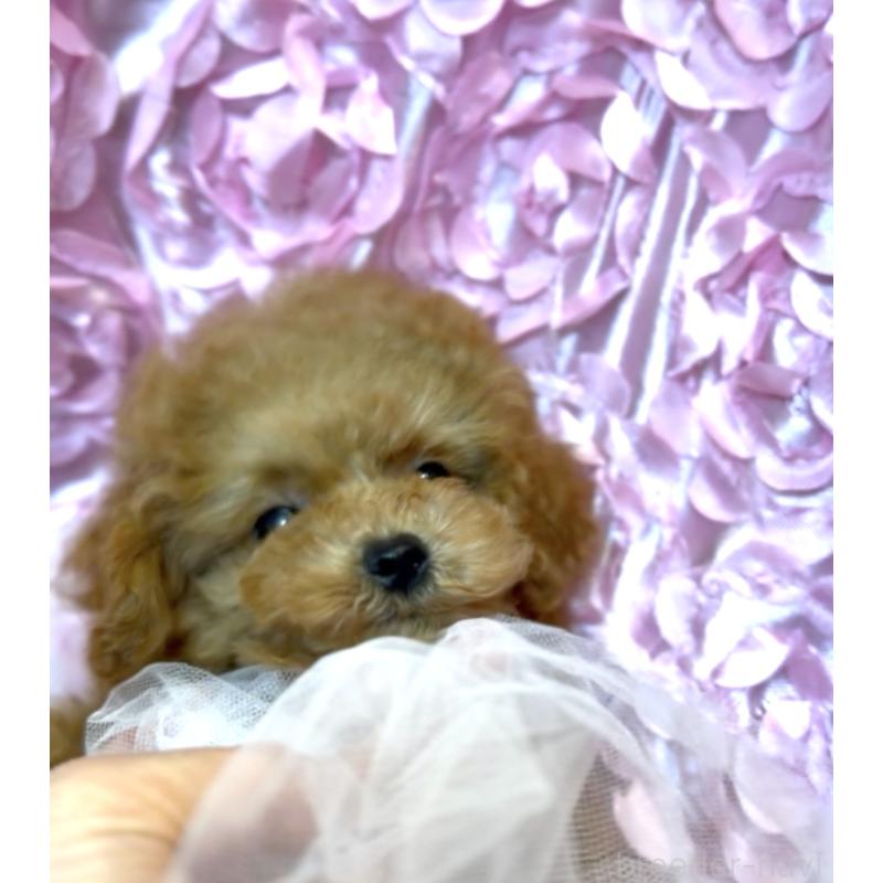 販売中の香川県のティーカッププードル-421881の2枚目