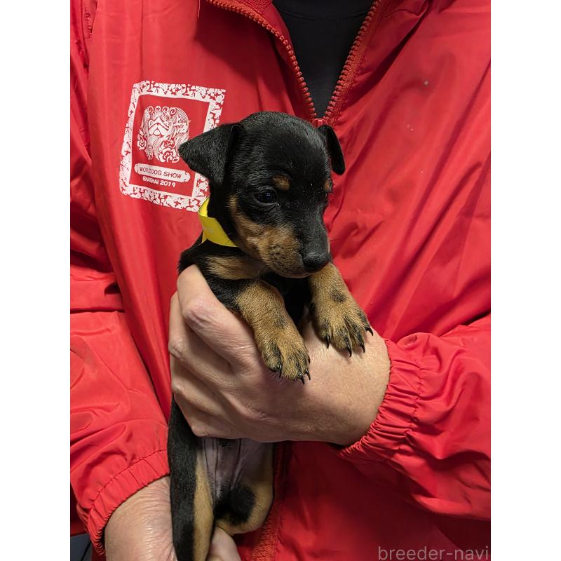 販売中の静岡県のトイマンチェスターテリア-432676の2枚目