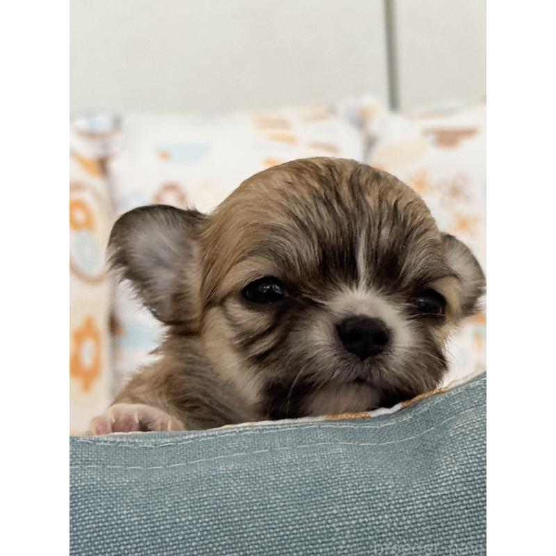 販売中の神奈川県のチワワ(ロングコート)-432682の3枚目