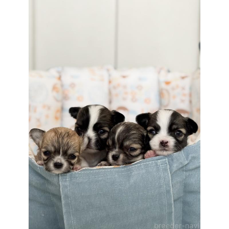 販売中の神奈川県のチワワ(ロングコート)-432682の2枚目