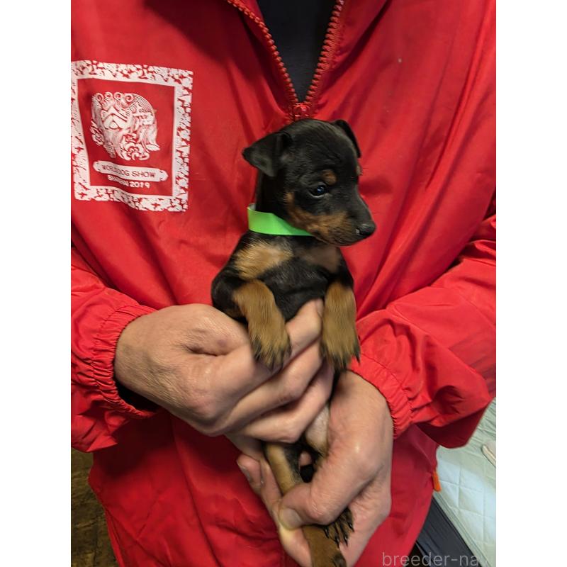 販売中の静岡県のトイマンチェスターテリア-432677の2枚目