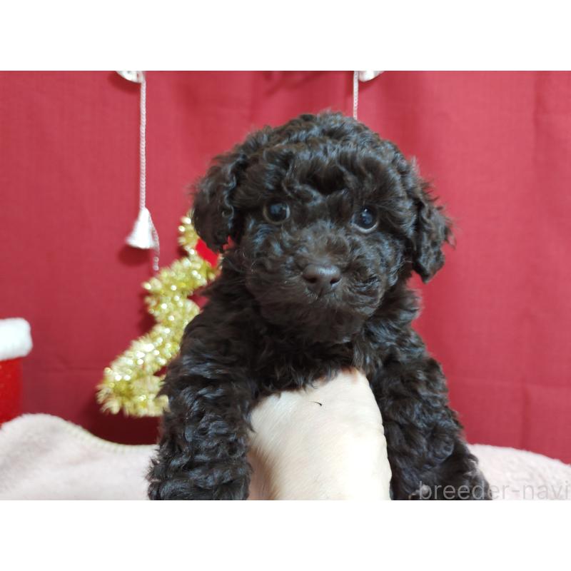 販売中の栃木県のトイプードル-432678の3枚目