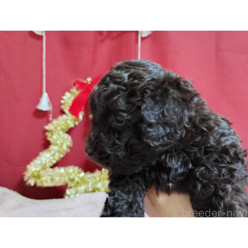 販売中の栃木県のトイプードル-432678の2枚目