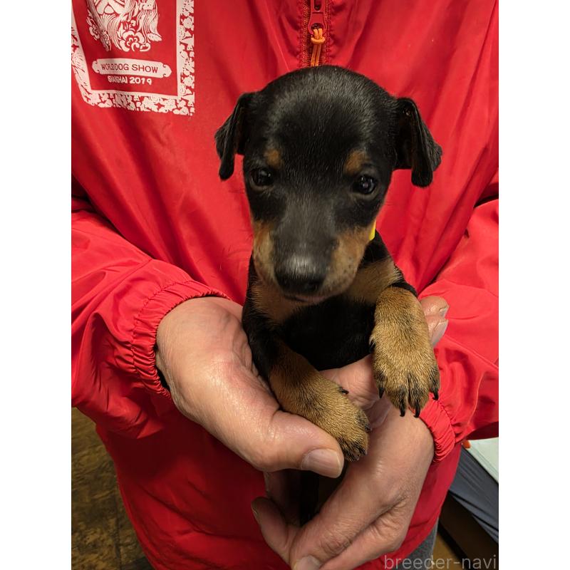 販売中の静岡県のトイマンチェスターテリア-432679の2枚目