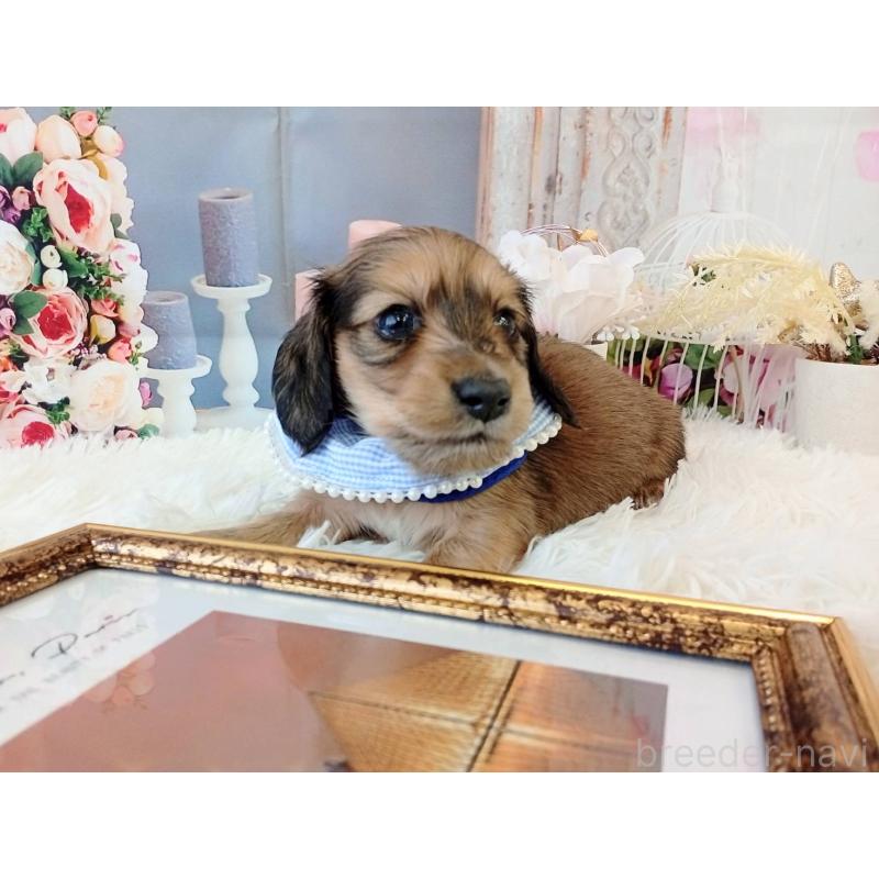 販売中の和歌山県のミニチュアダックスフンド(ロングヘアード)-432366の7枚目