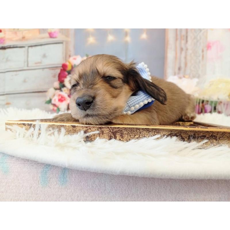 販売中の和歌山県のミニチュアダックスフンド(ロングヘアード)-432366の6枚目