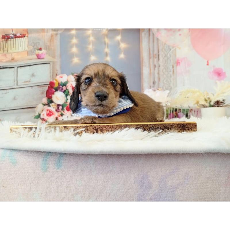 販売中の和歌山県のミニチュアダックスフンド(ロングヘアード)-432366の5枚目