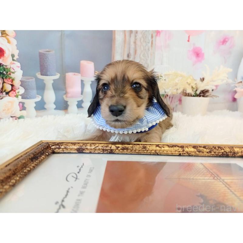 販売中の和歌山県のミニチュアダックスフンド(ロングヘアード)-432366の4枚目