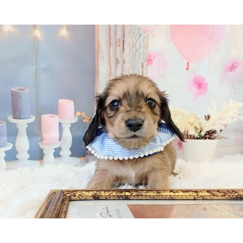 販売中の和歌山県のミニチュアダックスフンド(ロングヘアード)-432366の3枚目