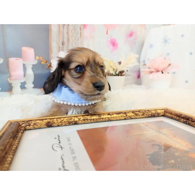 販売中の和歌山県のミニチュアダックスフンド(ロングヘアード)-432366の2枚目