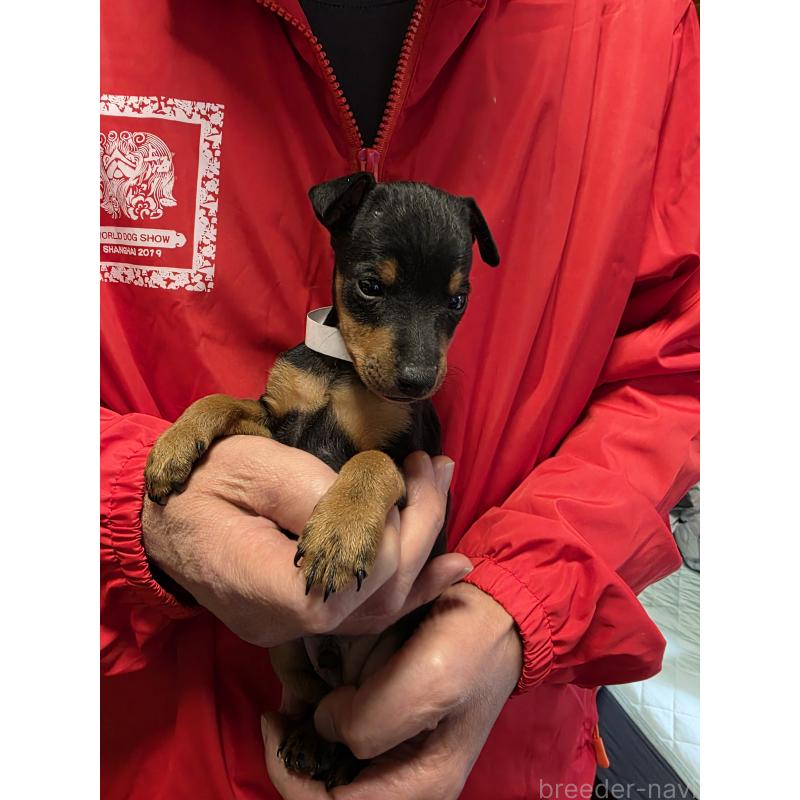 販売中の静岡県のトイマンチェスターテリア-432680の2枚目