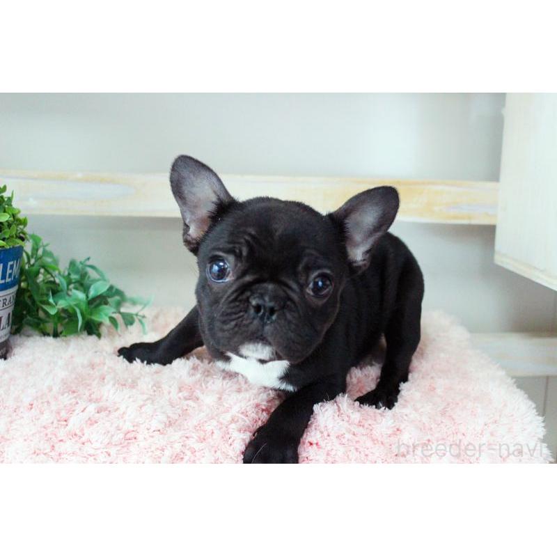 販売中の岡山県のフレンチブルドッグ-422016の11枚目