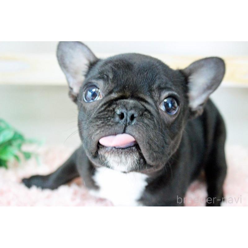 販売中の岡山県のフレンチブルドッグ-422016