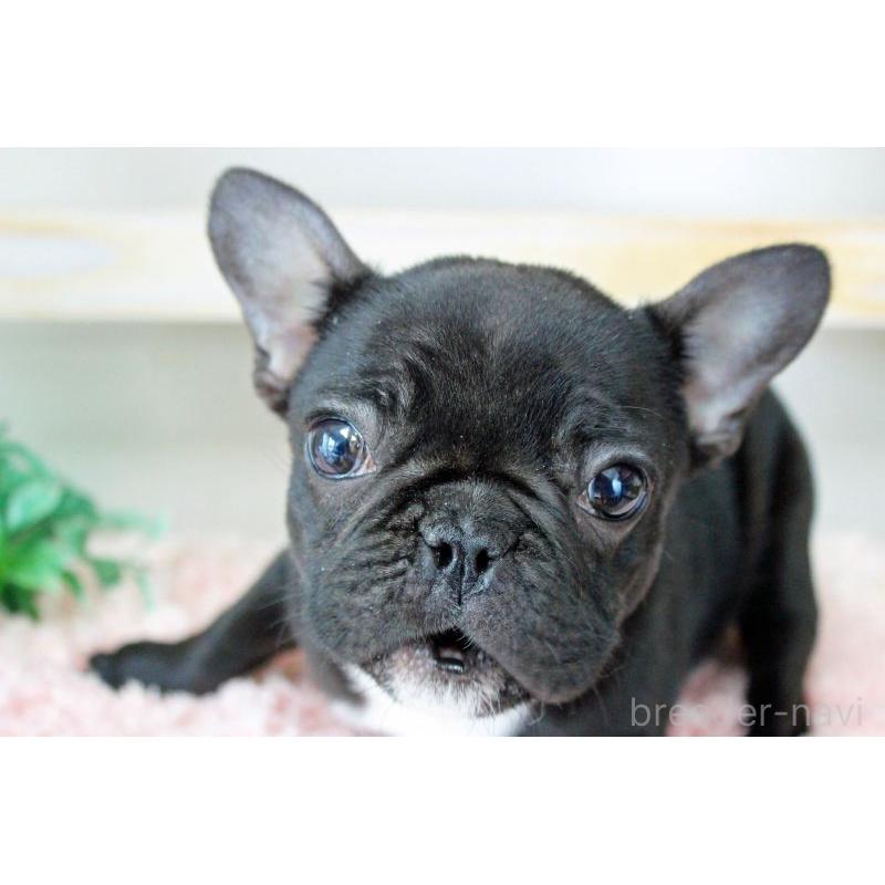 販売中の岡山県のフレンチブルドッグ-422016の10枚目