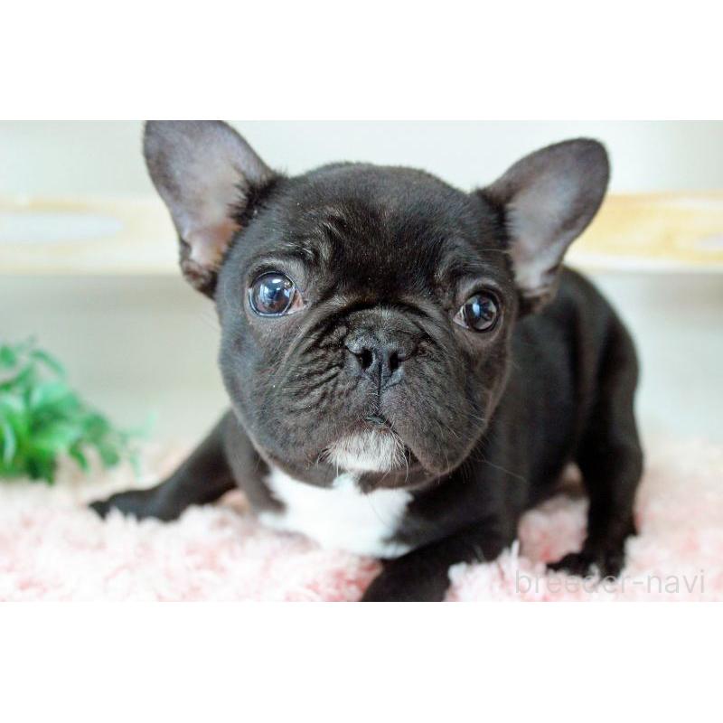 販売中の岡山県のフレンチブルドッグ-422016の9枚目