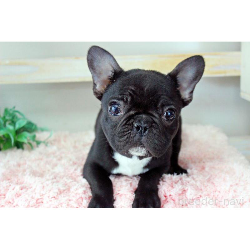 販売中の岡山県のフレンチブルドッグ-422016の7枚目