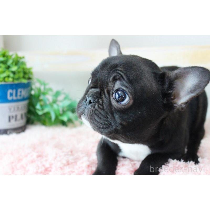 販売中の岡山県のフレンチブルドッグ-422016の6枚目