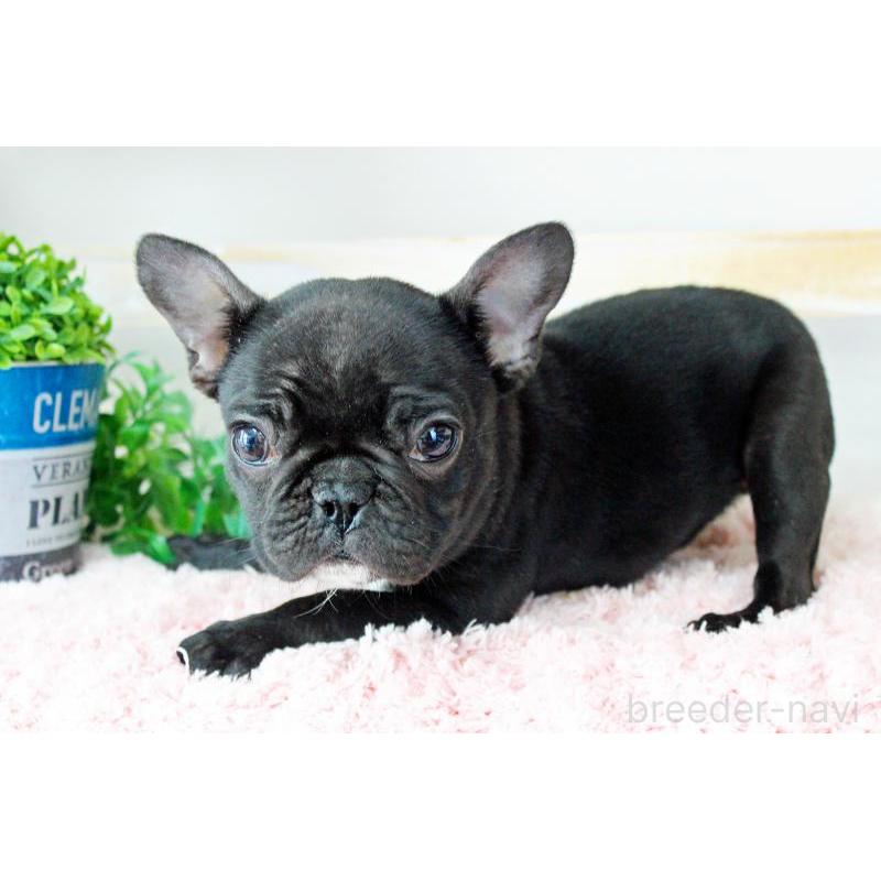 販売中の岡山県のフレンチブルドッグ-422016の5枚目