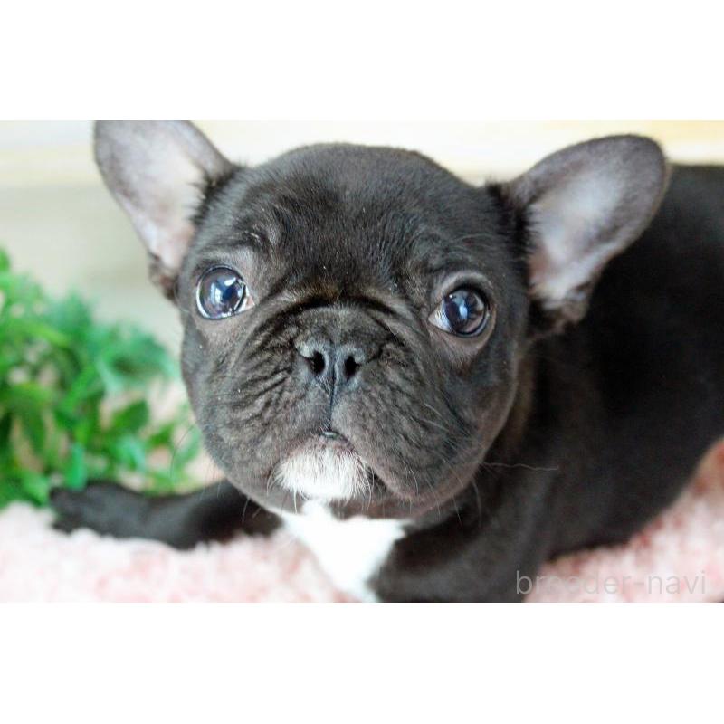 販売中の岡山県のフレンチブルドッグ-422016の3枚目