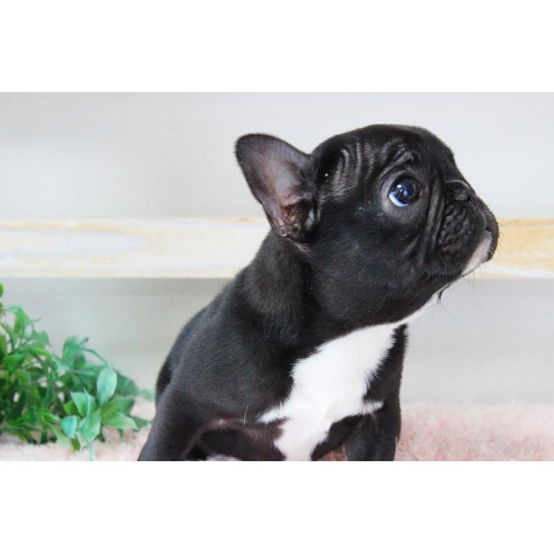 販売中の岡山県のフレンチブルドッグ-422016の4枚目