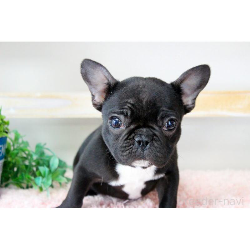販売中の岡山県のフレンチブルドッグ-422016の2枚目