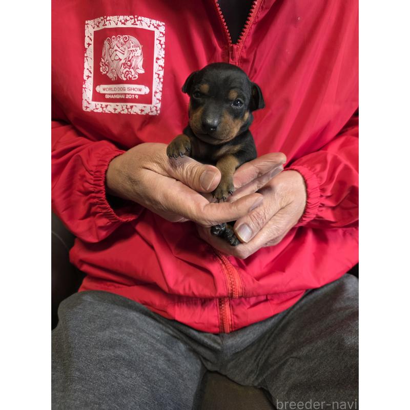 販売中の静岡県のトイマンチェスターテリア-432681の2枚目