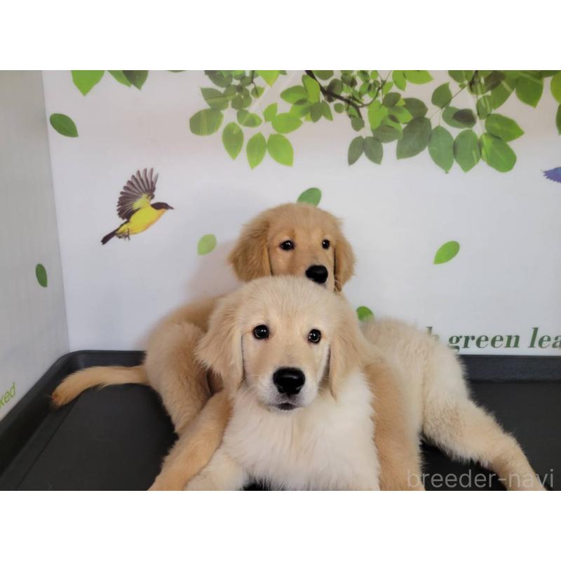 販売中の三重県のゴールデンレトリーバー-432652の2枚目