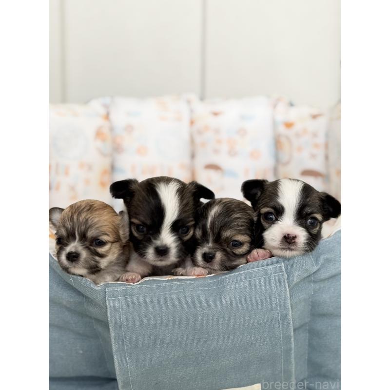 販売中の神奈川県のチワワ(ロングコート)-432683の2枚目