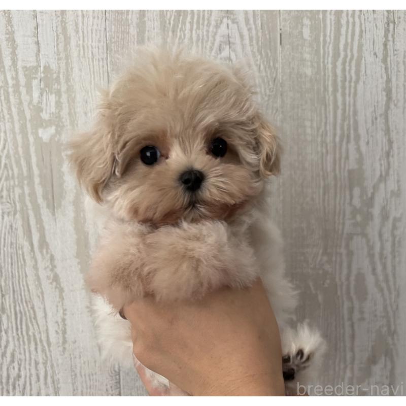 販売中の三重県のマルプー:マルチーズ×トイプードル-430669