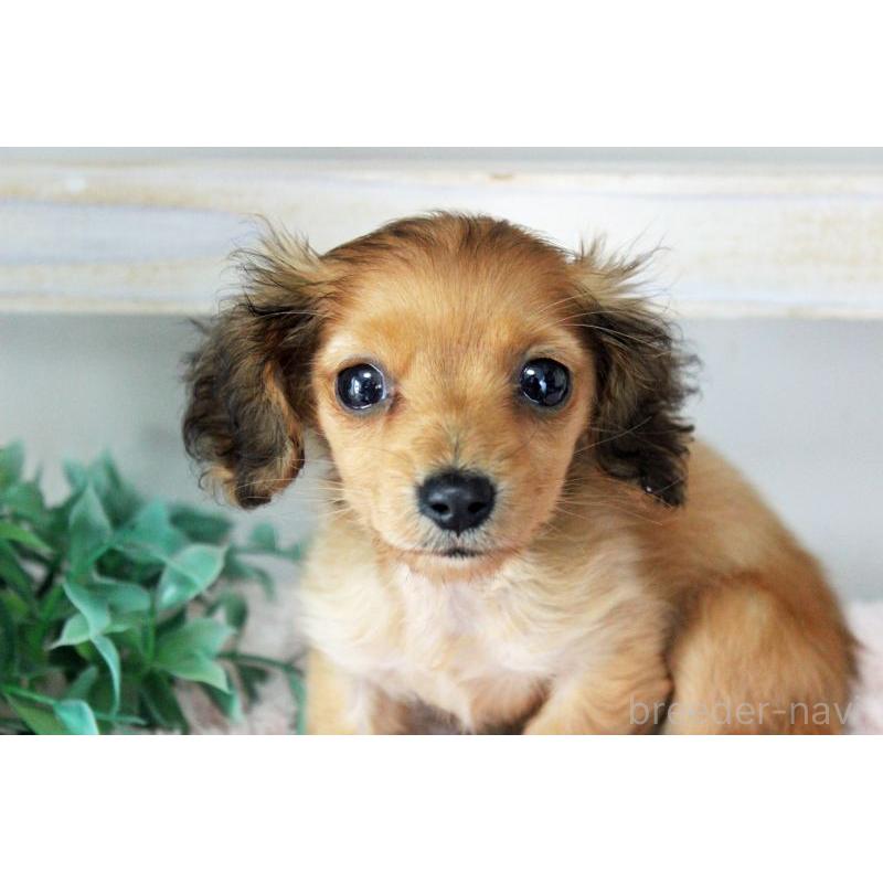 販売中ののカニンヘンダックスフンド(ロングヘアード)-424557