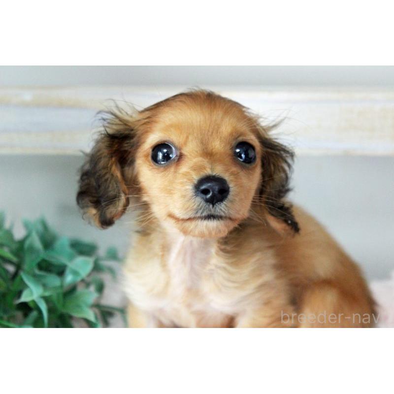 販売中の岡山県のカニンヘンダックスフンド(ロングヘアード)-424557の8枚目