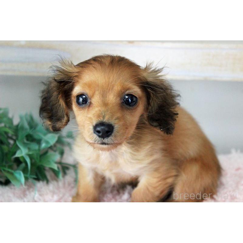 販売中の岡山県のカニンヘンダックスフンド(ロングヘアード)-424557の7枚目