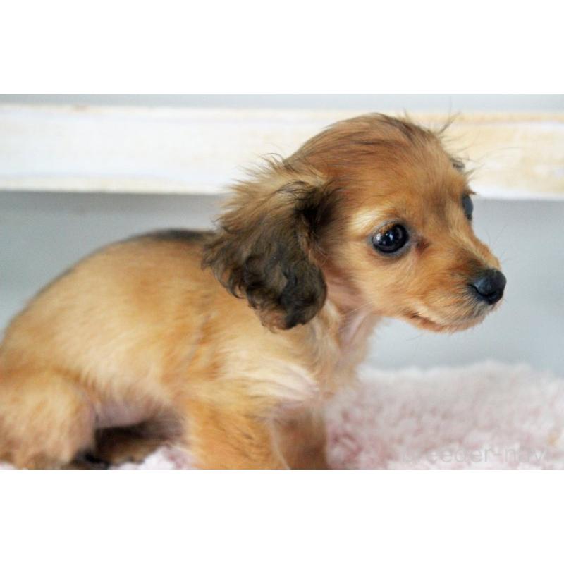 販売中の岡山県のカニンヘンダックスフンド(ロングヘアード)-424557の3枚目