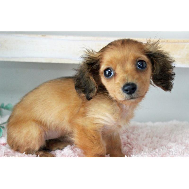 販売中の岡山県のカニンヘンダックスフンド(ロングヘアード)-424557の2枚目