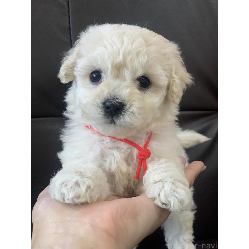 販売中の滋賀県のビションプー:ビションフリーゼ×トイプードル-431127