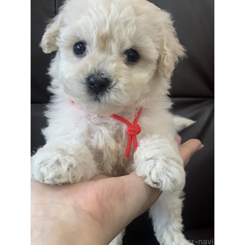 成約済の滋賀県のビションプー:ビションフリーゼ×トイプードル-431127の2枚目