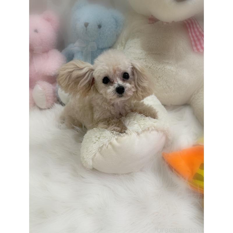 販売中の香川県のティーカッププードル-432684の5枚目