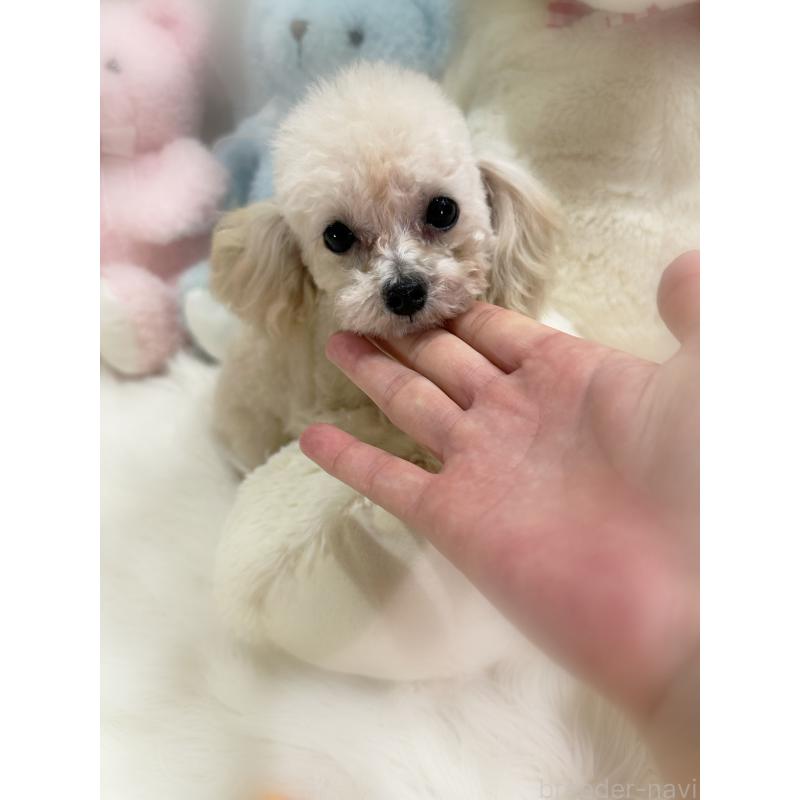 販売中の香川県のティーカッププードル-432684の4枚目