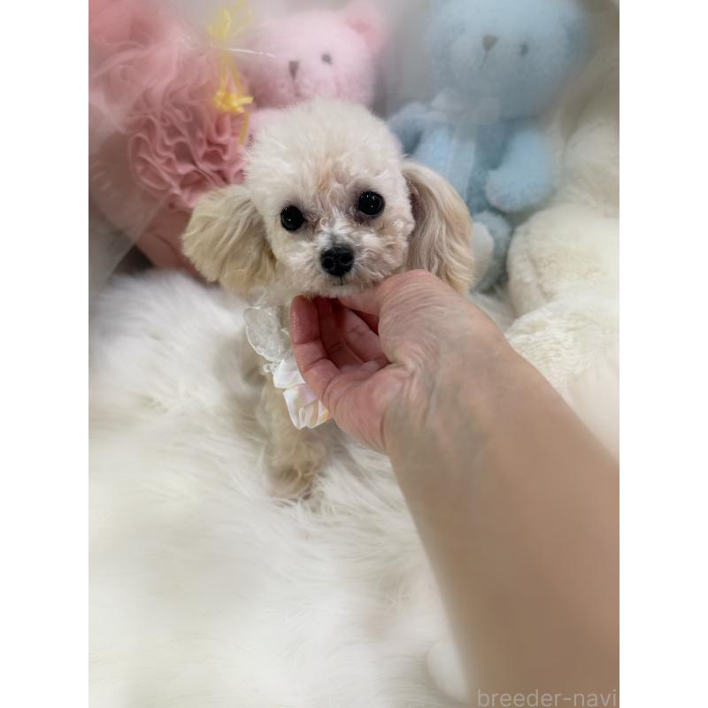 販売中の香川県のティーカッププードル-432684の3枚目