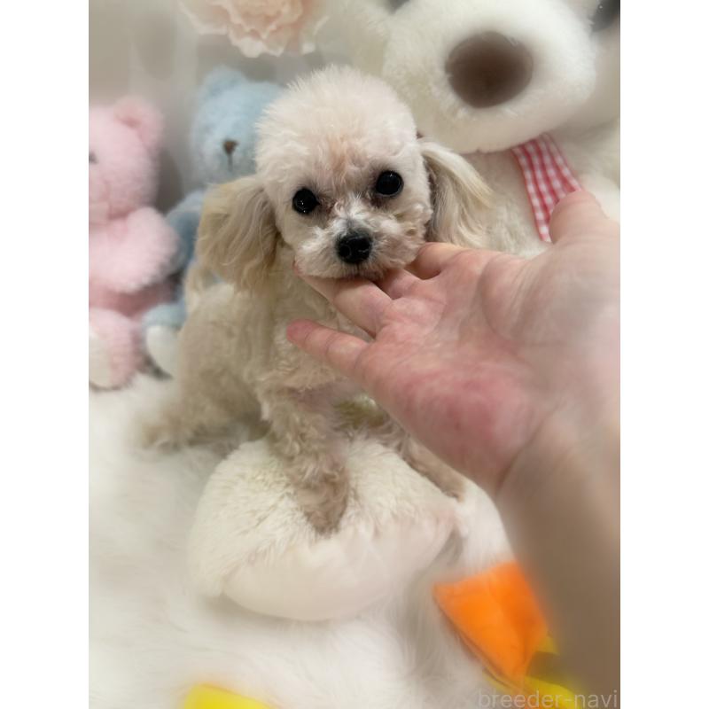 販売中の香川県のティーカッププードル-432684の2枚目