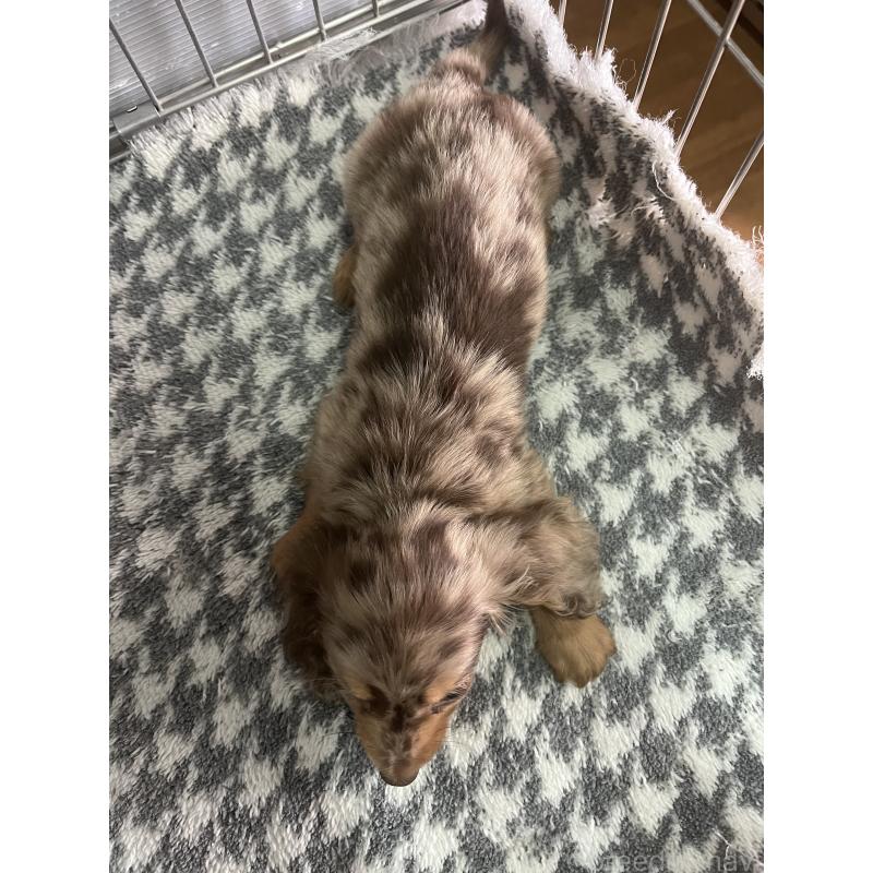 販売中の佐賀県のミニチュアダックスフンド(ロングヘアード)-432688の2枚目