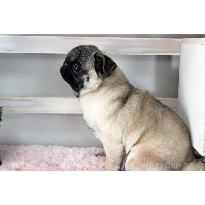 販売中の岡山県のパグ-399471の8枚目